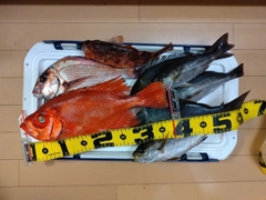 チカメキントキの釣果