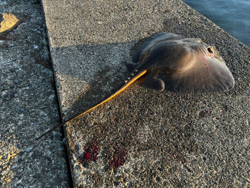アカエイの釣果
