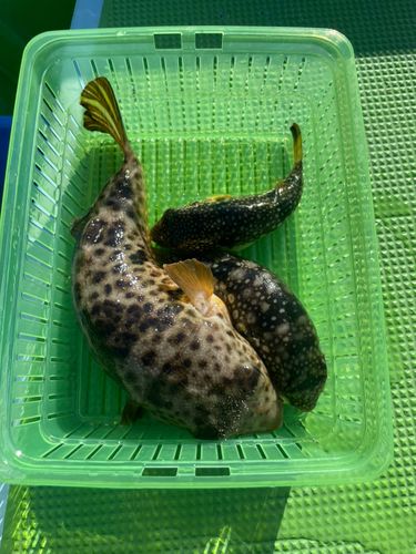 ショウサイフグの釣果