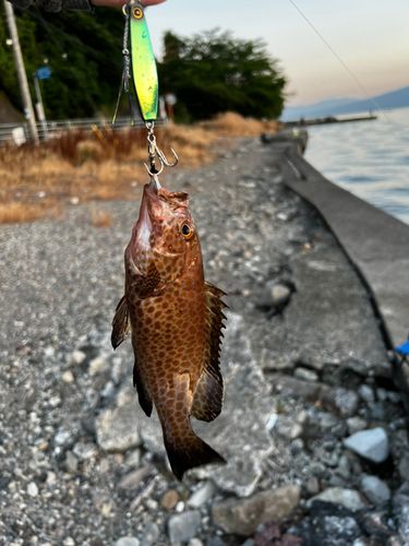 オオモンハタの釣果