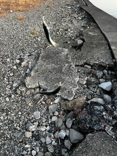 サバの釣果