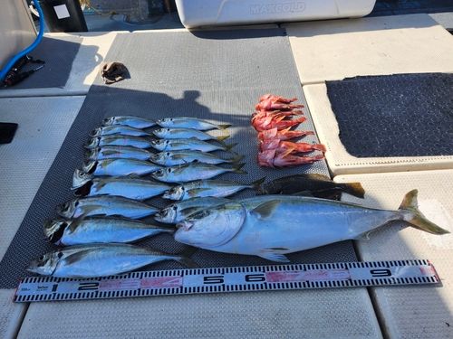 ハマチの釣果