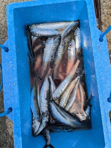 マイワシの釣果