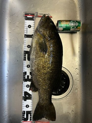 スモールマウスバスの釣果