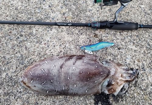 コウイカの釣果