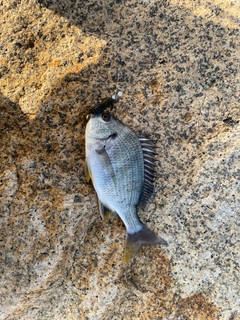 キビレの釣果
