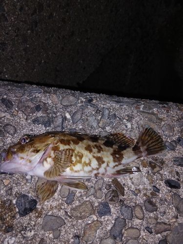 カサゴの釣果