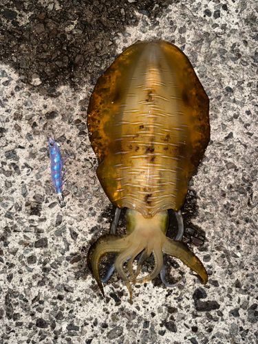 アオリイカの釣果
