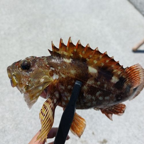 カサゴの釣果