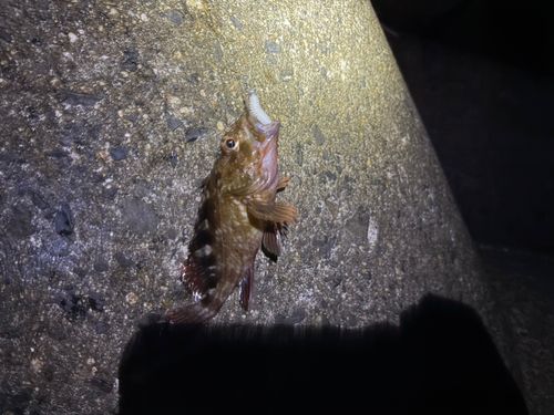 カサゴの釣果