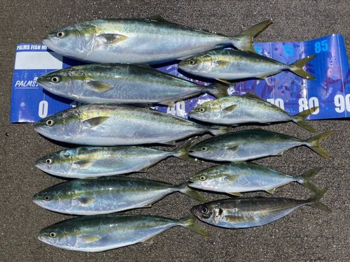 ワラサの釣果