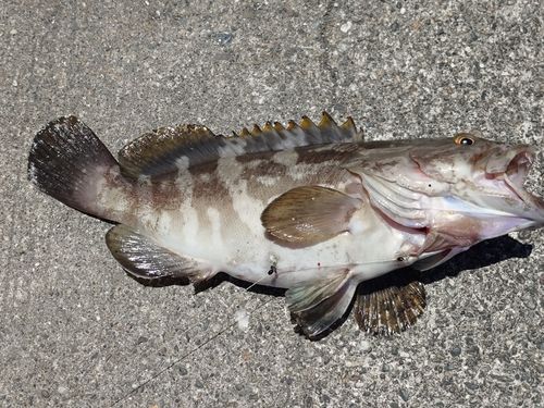 クエの釣果