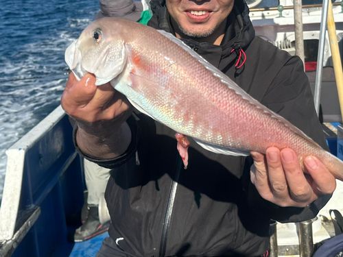 シロアマダイの釣果
