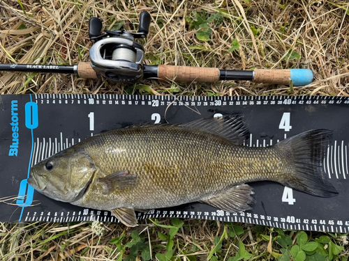 スモールマウスバスの釣果