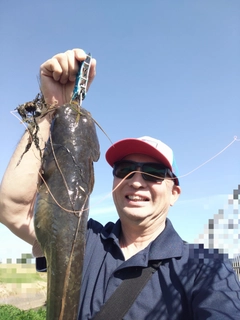 ナマズの釣果