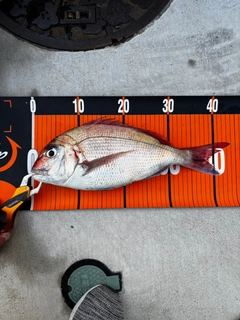 タイの釣果