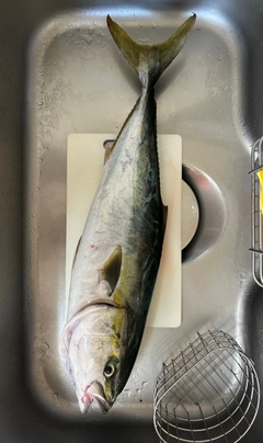 ワラサの釣果