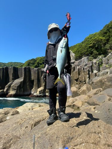 ハマチの釣果