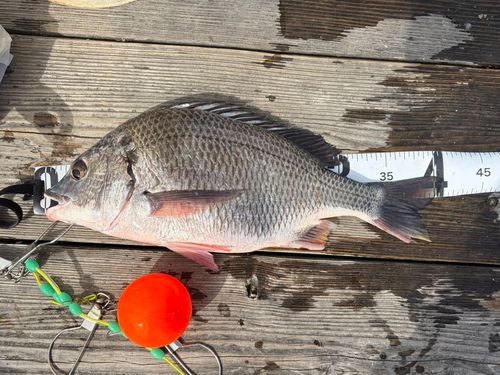 キビレの釣果