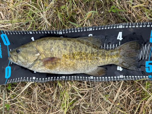 スモールマウスバスの釣果
