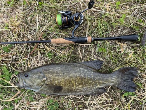 スモールマウスバスの釣果