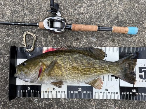 スモールマウスバスの釣果