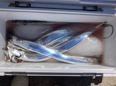 タチウオの釣果