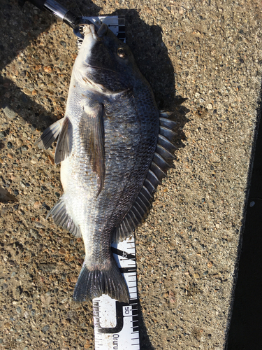 クロダイの釣果