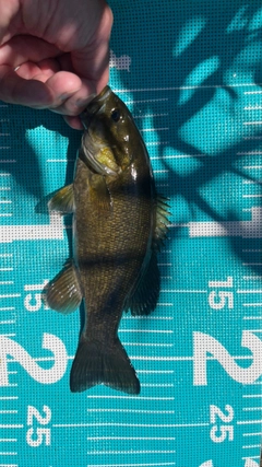 スモールマウスバスの釣果