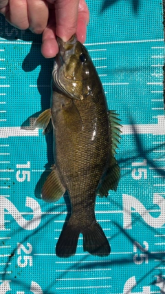 スモールマウスバスの釣果