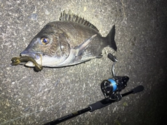 チヌの釣果