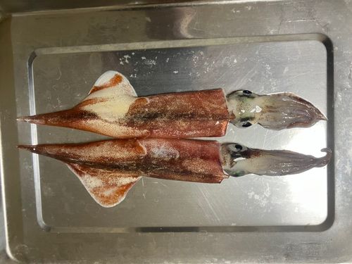 ヤリイカの釣果