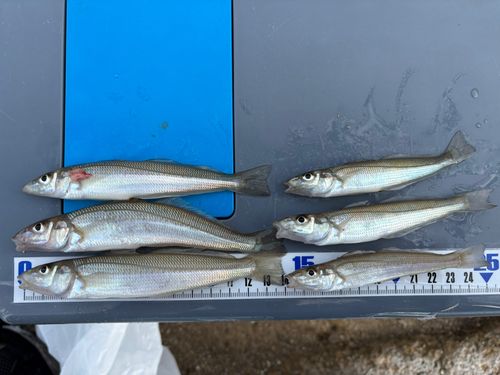 キスの釣果