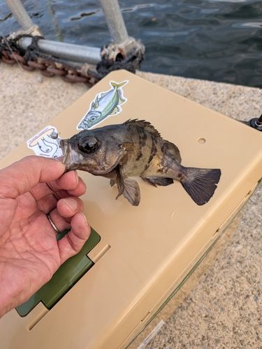 メバルの釣果