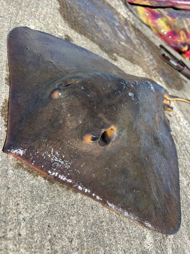 アカエイの釣果