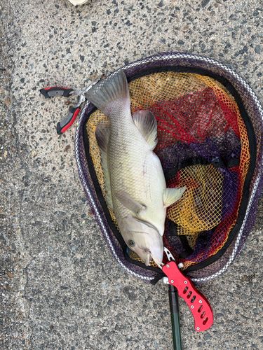 コブダイの釣果