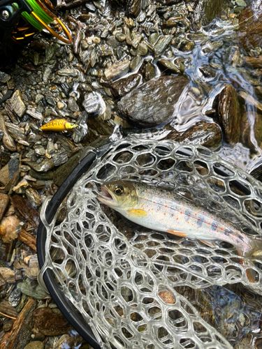 アマゴの釣果