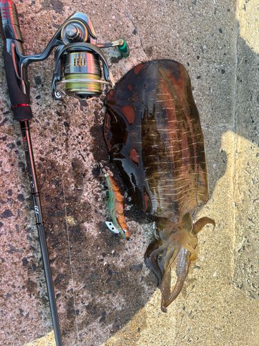 アオリイカの釣果