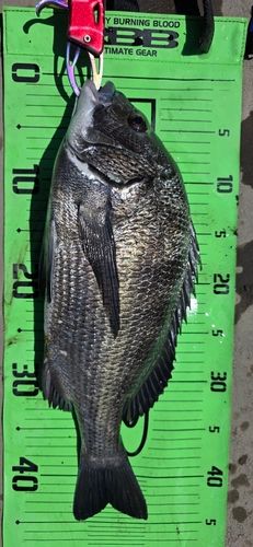 チヌの釣果