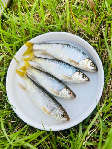 オイカワの釣果