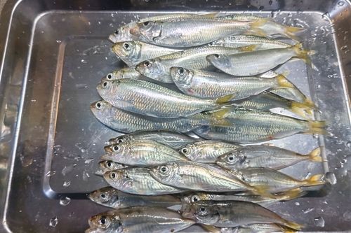 サッパの釣果