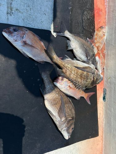 チヌの釣果