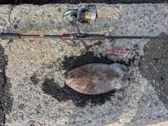 モンゴウイカの釣果