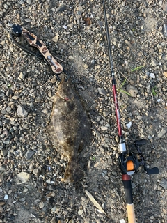 ソゲの釣果