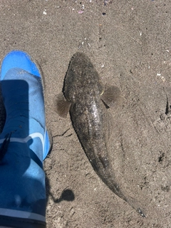 マゴチの釣果