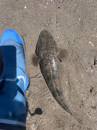 マゴチの釣果