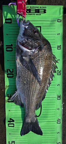 チヌの釣果