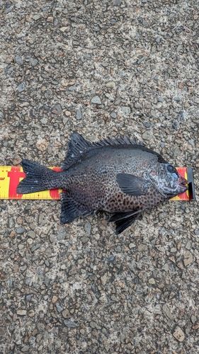 イシガキダイの釣果