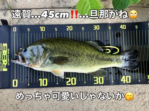 ブラックバスの釣果