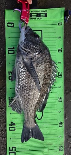 チヌの釣果